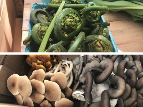 mushrooms fiddleheads