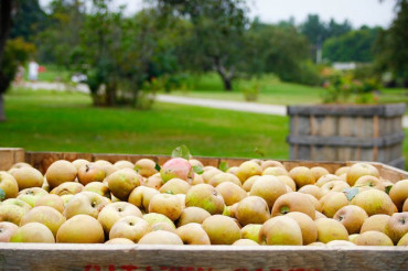 Cider and Cheese Pairings for the Season