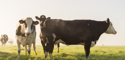 Holistic Livestock Husbandry: Summer Course with Temple Grandin and Hubert Karreman