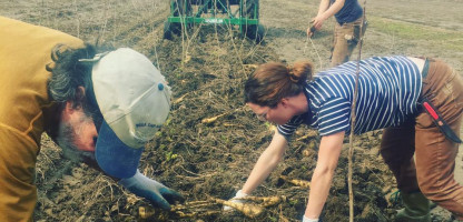  Fresh off the Farm - Spring-Dug Parsnips