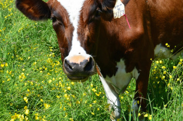 A Summer Tasting of Vermont’s Outstanding Artisan Cheese