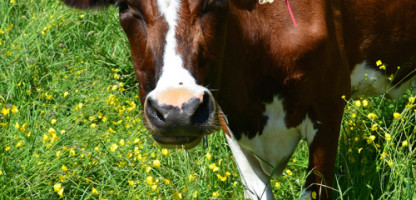 A Summer Tasting of Vermont’s Outstanding Artisan Cheese