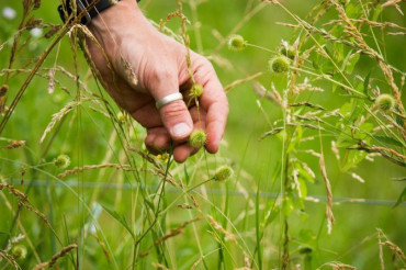 Farm to Medicine Cabinet Herb Walks with Katherine Elmer