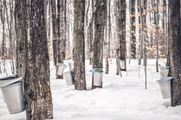 Bragg Farm Sugarhouse & Gift Shop | Maple Open House Weekend