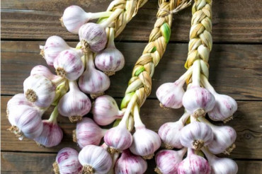 Garlic Braiding Workshop at Milkweed Farm | Open Farm Week 2024