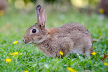 Vermont Wild Kitchen: Rabbit