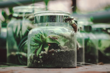 Holiday Succulent Terrarium Globes | Black Flannel