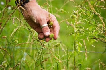 Farm to Medicine Cabinet Intensive Workshop | Shelburne Farms
