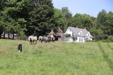 Virtual Starting Your Sheep Farm Business Workshop with Kim Goodling of Vermont Grand View Farm | Open Farm Week 2020