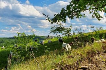Herding Demonstrations at Morse Brook Farm | Open Farm Week 2020