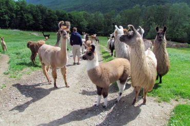 Llama Trail Walks at Agape Hill Farm | 2019 Open Farm Week