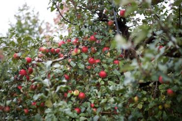 Shelburne Orchards Holiday Gift buying day
