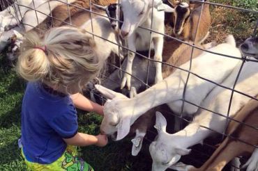 Boston Post Dairy Summer Family Fun Day | 2019 Open Farm Week