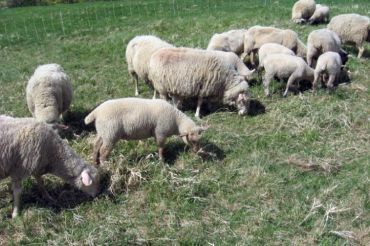 Cheese Tasting and Farm Tour at Cate Hill Orchard | 2019 Open Farm Week