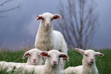 Annual Open Farm Day | Cate Hill Orchard and Sheep Dairy