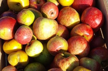 Biodynamic Drinks with La Garagista Wines | Eden's Taproom