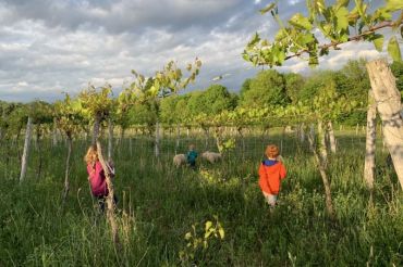 Guided Vineyard Tours at Ellison Estate Vineyard | Open Farm Week 2020