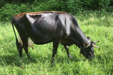 Earthwise Farm & Forest Diversified Homestead Tour | 2019 Open Farm Week