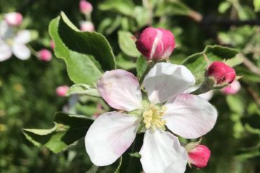 Orchard Care Virtual Workshop | Eden Specialty Ciders & The NorthWoods Stewardship Center