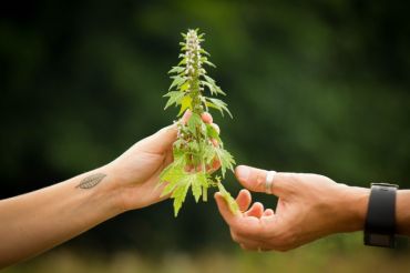 Farm to Medicine Cabinet Plant Walk | Shelburne Farms