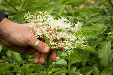 Farm to Medicine Cabinet Plant Walk with Emma Merritt