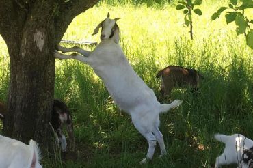 Flatlander Farm Summer Celebration Featuring Glass Pony | 2019 Open Farm Week