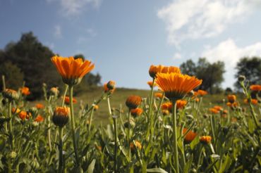 Natural Dye Workshop at Free Verse Farm | 2019 Open Farm Week