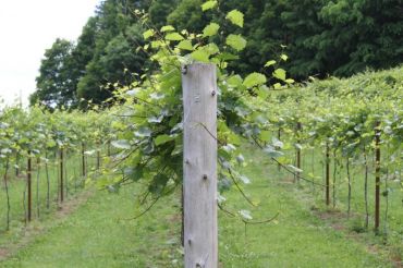 Friday Night Fires | Fresh Tracks Farm Winery & Vineyard