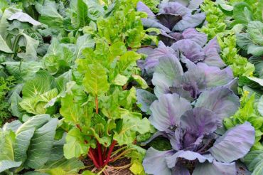 Pests and Diseases of the Vegetable Garden with Chad Donovan | Red Wagon Plants