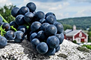 Wine Tasting at Cabot Annex Waterbury