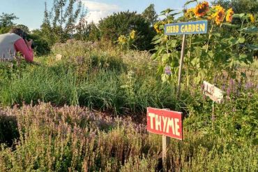 Renew & Restore: Regenerative Farm Pick-Your-Own Herbs & Tour at Green Mountain Girls Farm | 2019 Open Farm Week