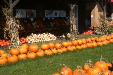 Organic & Hydroponic Farm Tour | Hartshorn Farm