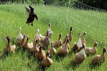 Dinner and Movie at Headwaters Produce Farm | 2019 Open Farm Week