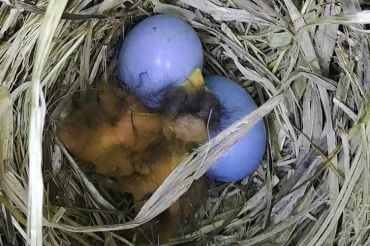 Slow Birding with the Bird Diva at Hi Vue Maples | 2019 Open Farm Week