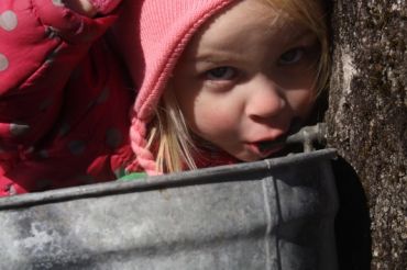 Hillsboro Sugarworks Maple Open House