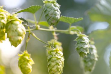 Hops for Hope at Mill River Brewing BBQ and Smokehouse