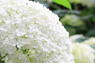 Hydrangeas 101 | Red Wagon Plants
