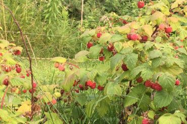 Raspberry Stay and Harvest Weekend | Cornwall Orchards B&B