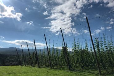 Homestead Hops Tour & Taste | 2019 Open Farm Week