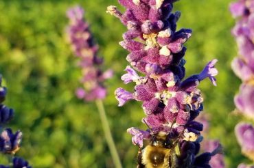 Lavender Essentials of Vermont Lavender Baking Contest | 2019 Open Farm Week