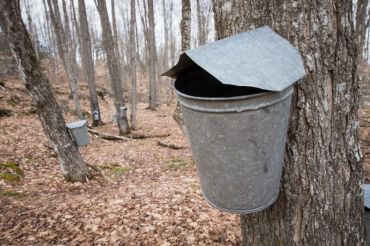 Green's Sugarhouse Maple Open House