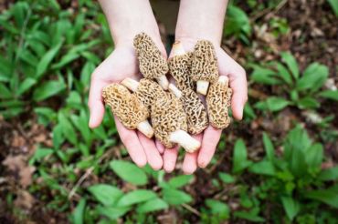 Wild Mushroom Foray | Shelburne Farms