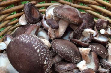 Organic Mushroom Farming & Mycoremediation | Sterling College