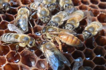 Honey Tasting at Brookfield Bees | 2019 Open Farm Week