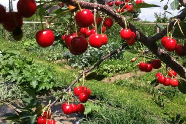 Edible Landscaping Farm Tour at East Hill Tree Farm | 2019 Open Farm Week