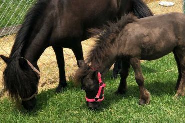 Farm Tour at The Miniature Farm | Open Farm Week 2020