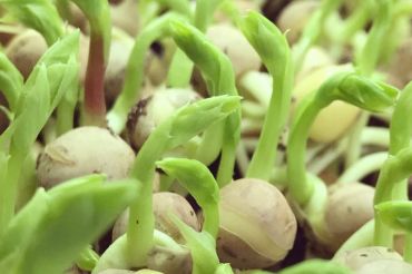 Crop Mob at Pitchfork Farm | 2019 Open Farm Week