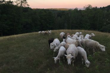 Burger Night at Rebop Farm | 2019 Open Farm Week