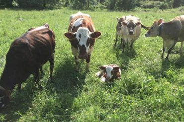 Cheesemaking in the Farm Kitchen at Rebop Farm | 2019 Open Farm Week