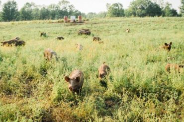 Pigasus Meats Farm Tour | 2019 Open Farm Week